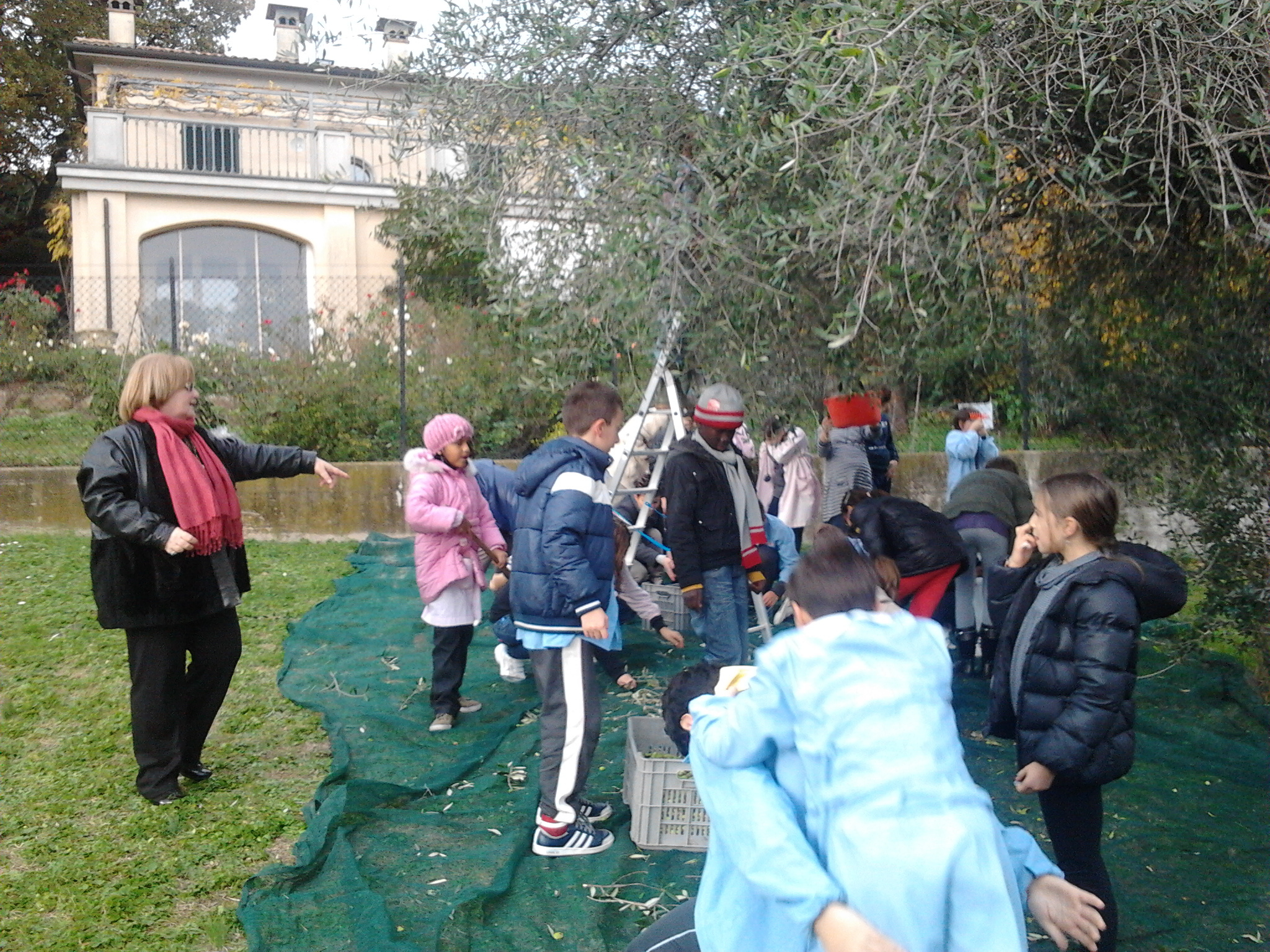 Gli alunni raccolgono chili di olive con gli utenti del centro di salute mentale