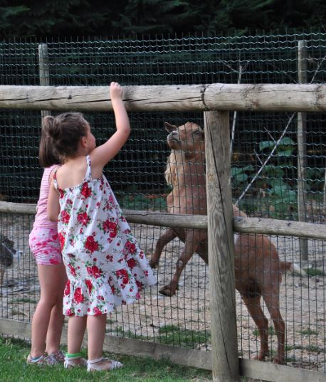 Tanta natura, animali e corsi di cucina per i centri estivi di Agrinfanzia
