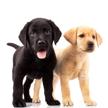La sfida fra i cani e i loro padroncini chiude MiMa on ice