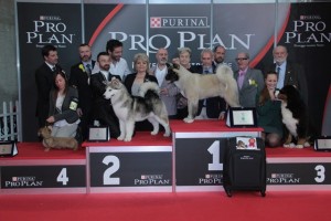 Pro Plan Rimini