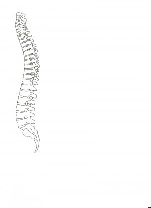 disegno della colonna vertebrale fatto da Timothy Da Costa disegni2