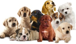 Schermata 2014-07-08 a 12.58.24 PM