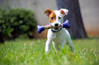 Jack Russel (3 mois) cane