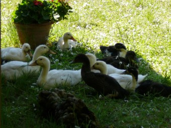 Fattoria Didattica Amaltea