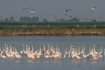 Fenicotteri (foto Bianchedi)