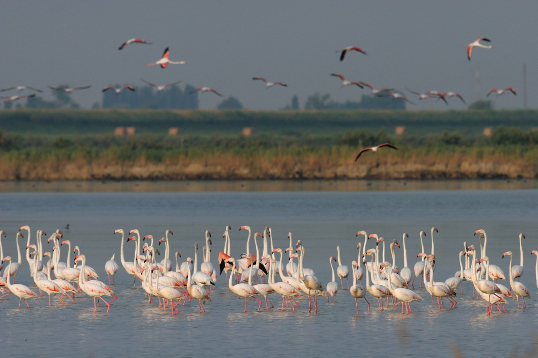 Tour d'autunno tra le acque del Parco del Delta
