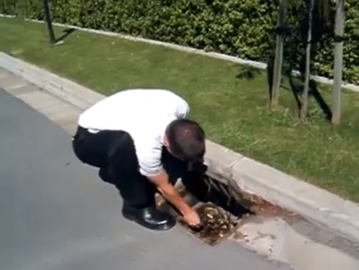 Mamma papera perde i paperotti nella caditoia: passante li recupera - Il video