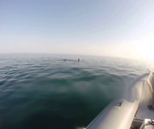 Squalo di otto metri a largo di Cervia