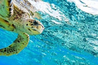 Sea turtle in The Indian Ocean, Maldives