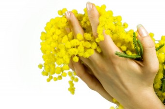 mimosa, festa della donna