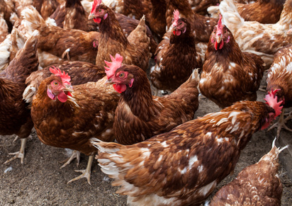 Carne di pollo e tacchino: è allarme antibiotici