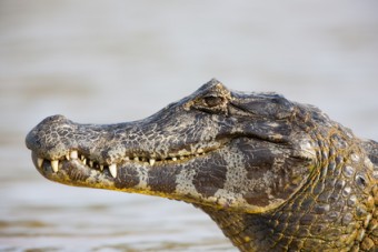 alligatore, coccodrillo