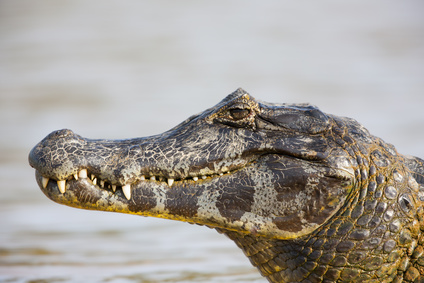 Alligatore azzanna bimbo di due anni vicino al parco Disney