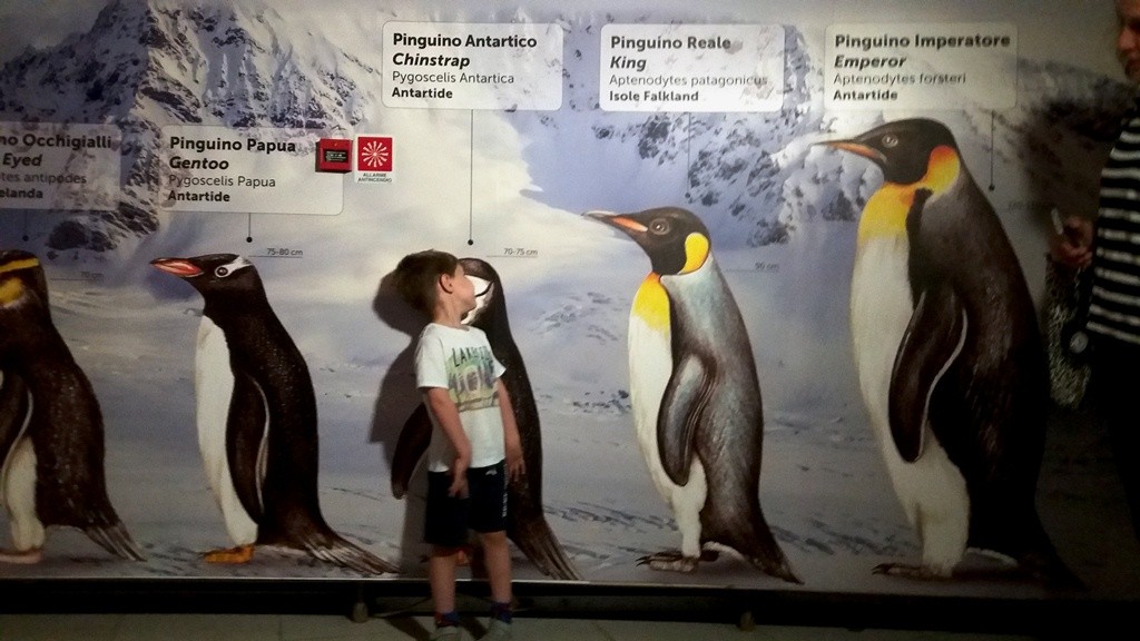 Pinguini acquario Cattolica