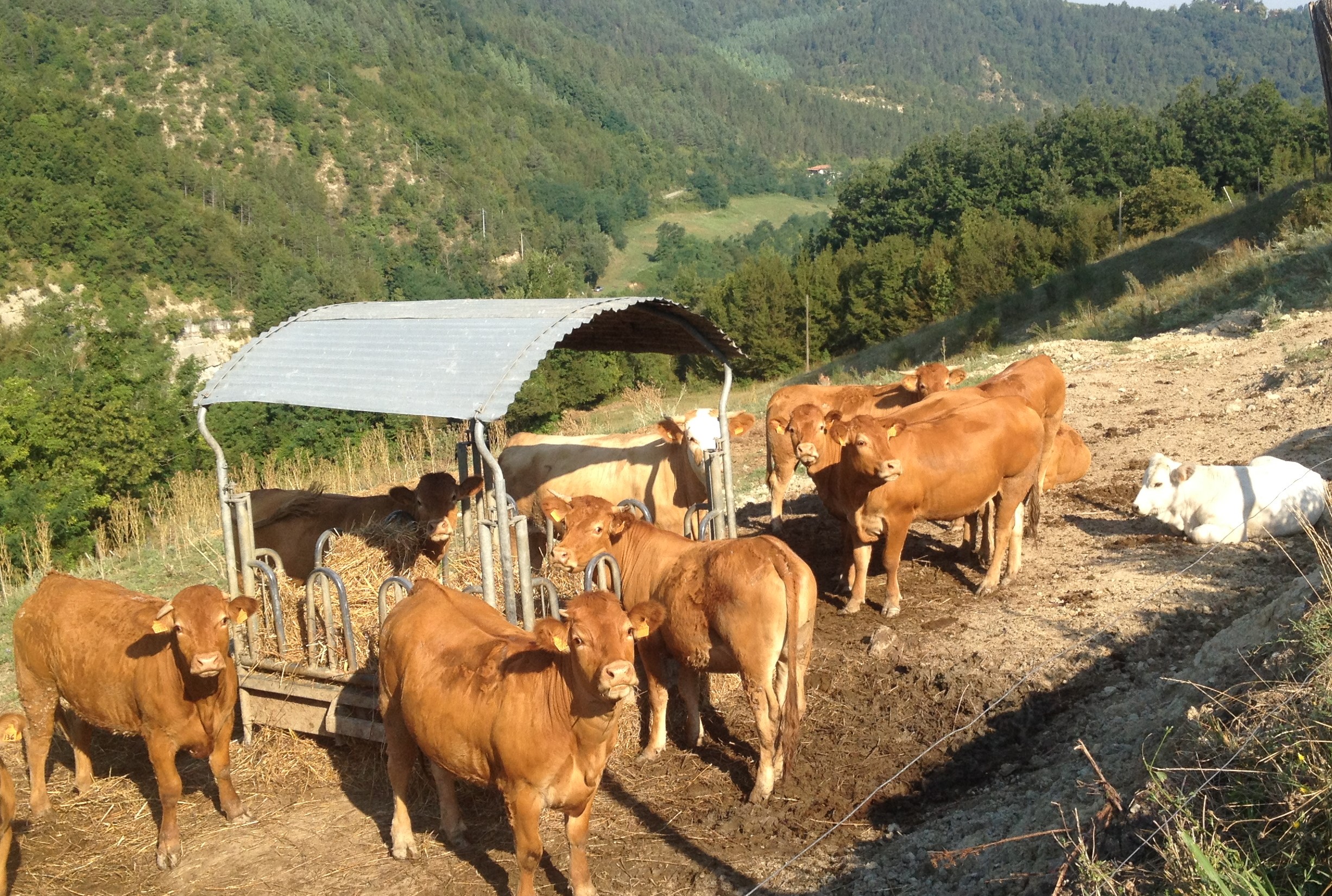 azienda agricola MArtini