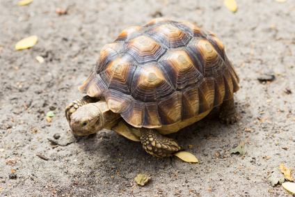 Turtle on the wild safari park.