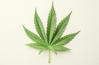 Cannabis 