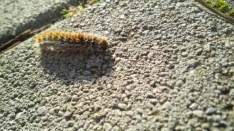 passeggiata di una processionaria