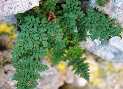 Caccia al tesoro fotografica alla Grotta del Re tiberio
