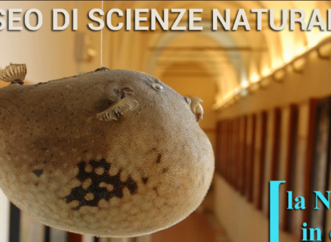 Una sera d’estate al Museo per bambini e famiglie