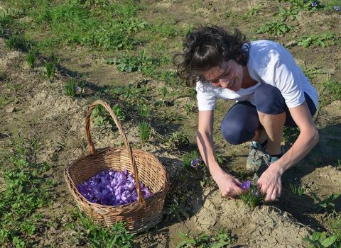 Il sogno dello zafferano. Cristiana: "Torno alla terra e qui cresco le mie figlie"