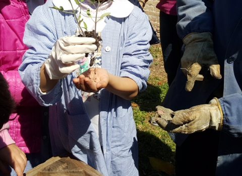 Scuola: orto in classe con lo Ior