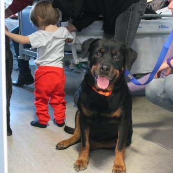 Ravenna, dopo un anno di sperimentazione inaugura in Pediatria il progetto di pet therapy