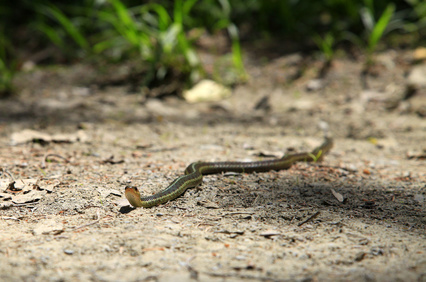 Bologna, bambina morsa da una vipera al parco giochi