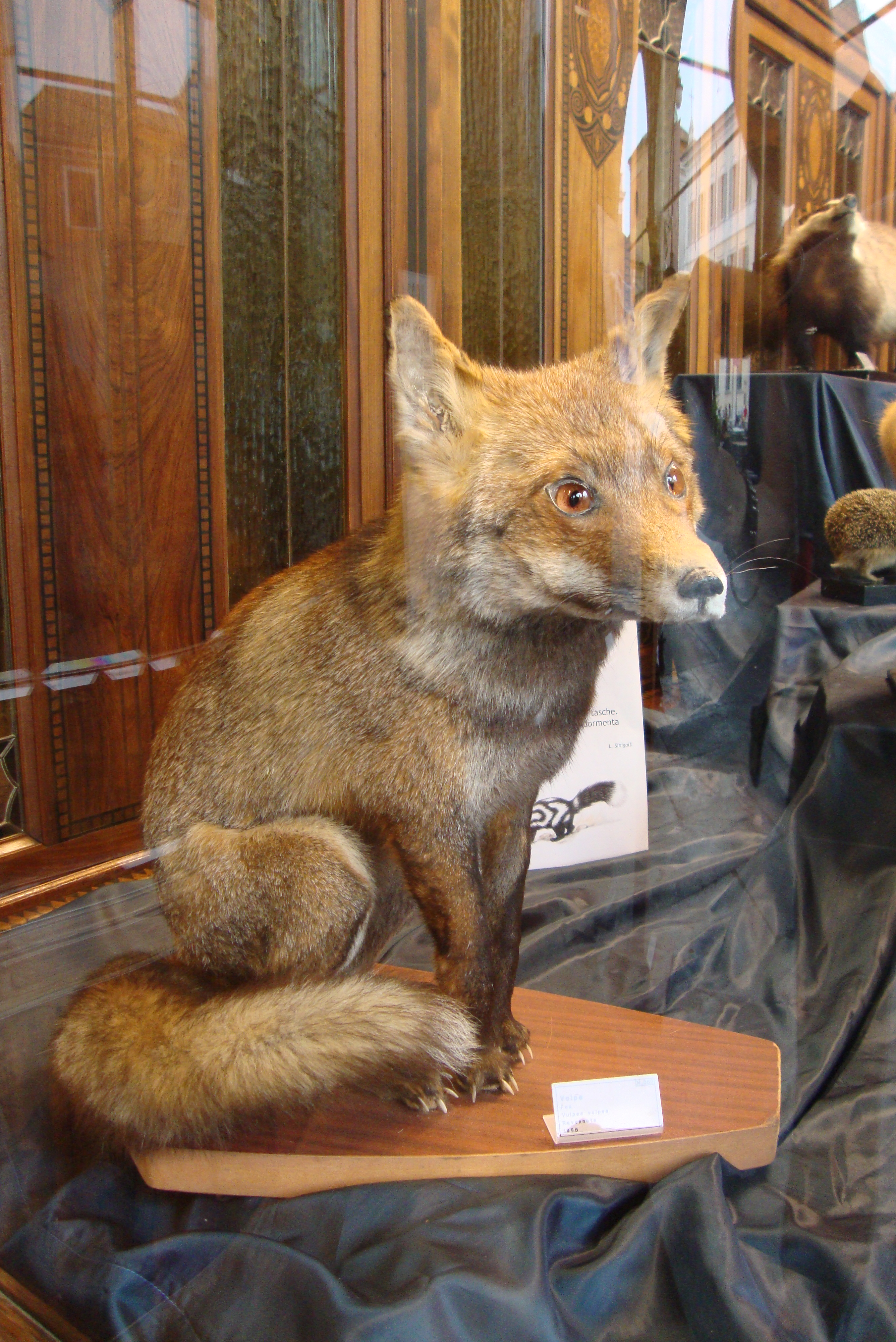 Gli animali del Museo NatuRa si ispirano al Piccolo Principe e approdano a Ravenna