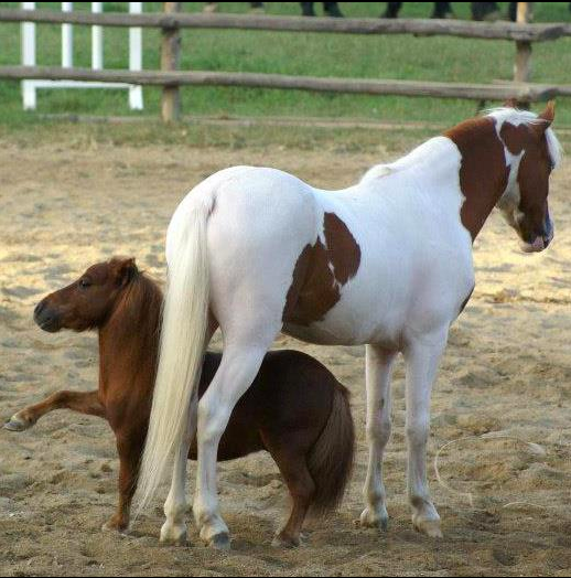 Rubato Charlie, il pony più piccolo del mondo. L'appello accorato del suo padrone