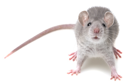 Topi all'asilo più bello del mondo, servizio sospeso per due giorni
