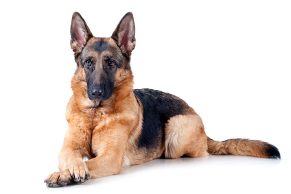 Ravenna: bimba aggredita da un cane. Si cerca il padrone