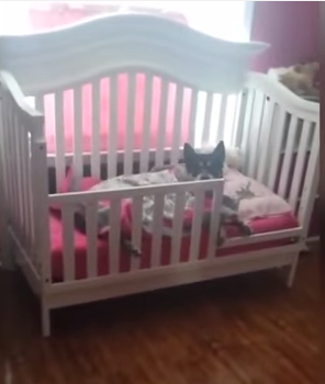 Dove'è finito il cane? Dorme con la bimba - il Video