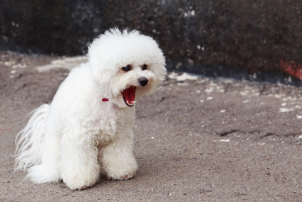 Cane intossicato dall'hashish nel parco frequentato dai bambini