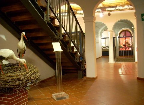 Misteri di primavera al Museo NatuRa