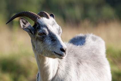 Cervia, bimbo incornato da una capra al parco