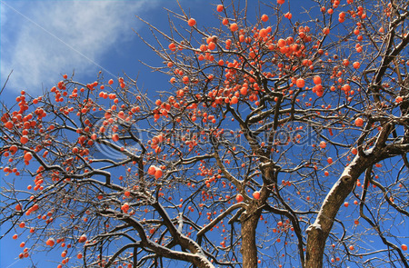 Il caco sopravvissuto alla bomba atomica arriva nei giardini della scuola media